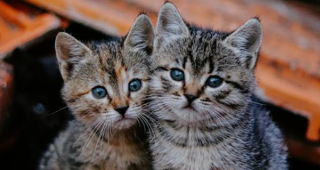 Trino, sei gattini gettati da un’auto: l’associazione animalista denuncia e il Comune intensifica i controlli