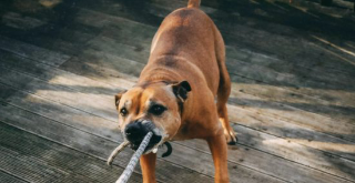 Ronsecco - Aggredito dai suoi tre cani: uomo finisce in ospedale con gravi ferite