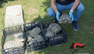 Alice Castello - Sequestrate 13 tartarughe di terra protette in una casa privata