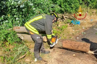 Vercelli - Albero cade in strada dopo il temporale: intervento dei Vigili del Fuoco