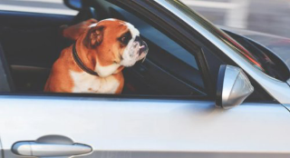 Vercelli - Cane muore in auto sotto il sole: denunciato un 40enne per maltrattamento