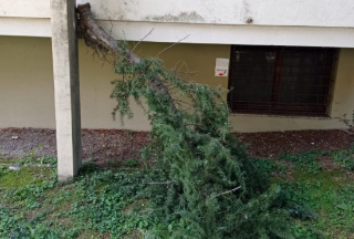 Vercelli - Ramo crolla vicino al CUP: tragedia sfiorata