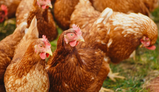 Arborio - Oltre 33.000 firme contro il progetto del polo da 300.000 galline