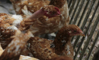 Anche Slow Food dice no al maxi-allevamento di galline ad Arborio: «È un modello sbagliato e dannoso»